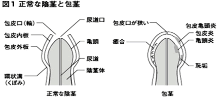 正しい亀頭オナニーの仕方教えます【性教育】