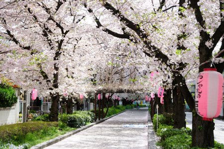 西川口は桜が満開 | こんな写真撮ってます！売ってます！