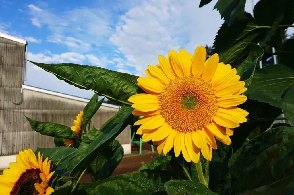 ヒマワリ(向日葵)の花言葉｜花の種類、見頃の季節と開花時期は？ - HORTI 〜ホルティ〜