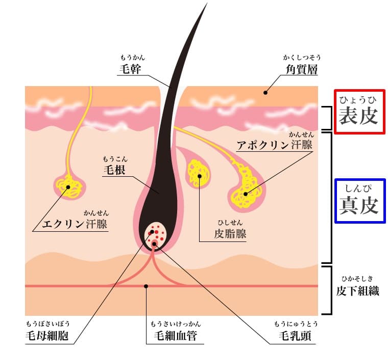 髭の剃り残しを抜くのはOK？髭を抜くメリットデメリット – メンズコスメNULL公式ストア