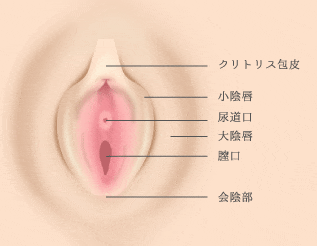 クリトリス包茎 | アールビューティークリニック 銀座・名古屋・大阪｜美容整形・美容外科・美容皮膚科