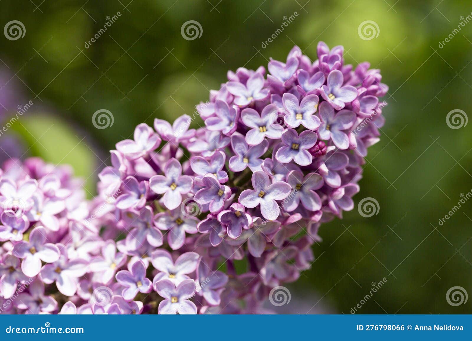 6月12日、誕生花は紫丁香花【#誕生花短歌】｜御子柴 流歌