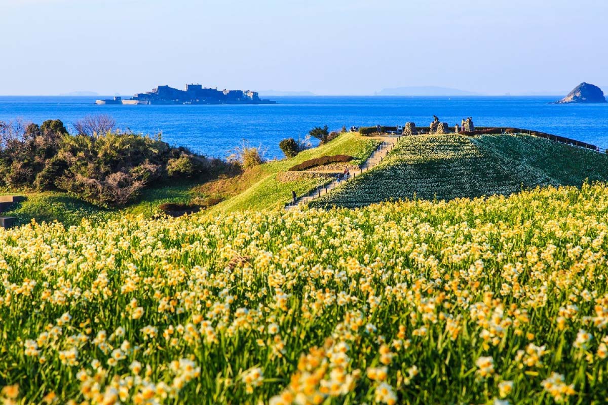 淡路島の春の花の名所 黄色のラッパスイセンが見頃 -