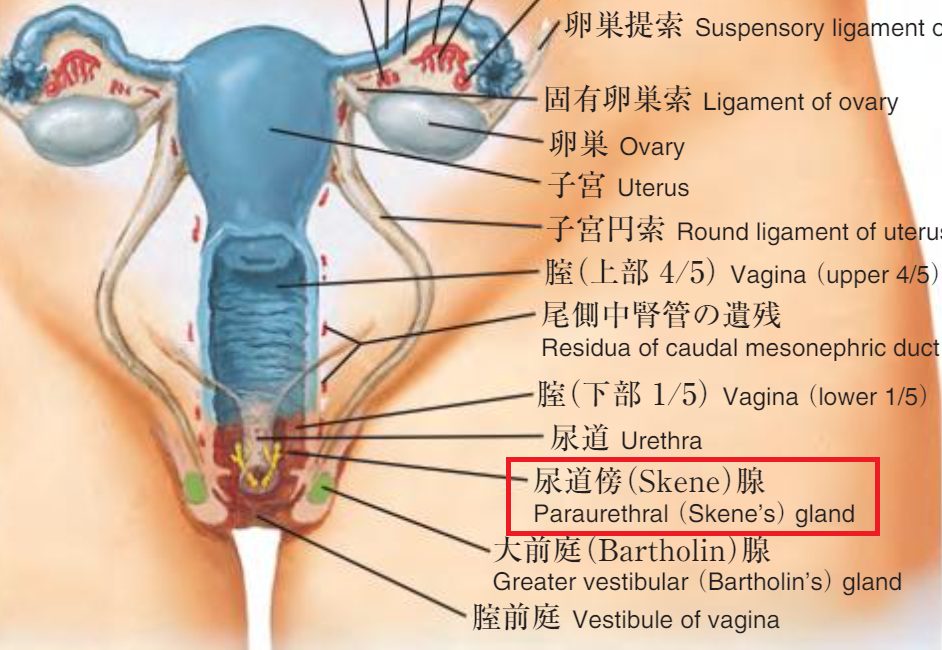 責め好き女性におすすめ【男の潮吹き】させるテクニックを教えます！ | シンデレラグループ公式サイト