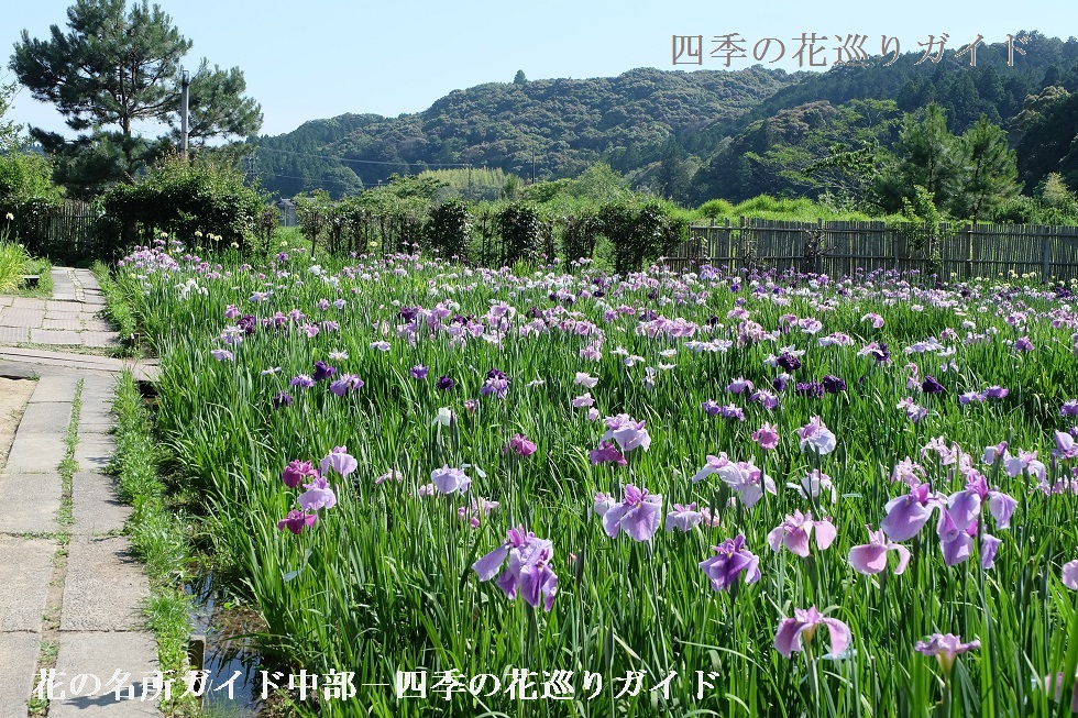 遠江国一宮 小國神社 癒やしの花園「一宮花しょうぶ園」［周智郡森町］｜アットエス