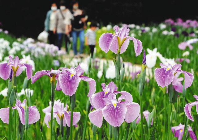 一宮花菖蒲園【森町】 | 【静岡県観光＆名所】わが街だいすき.com